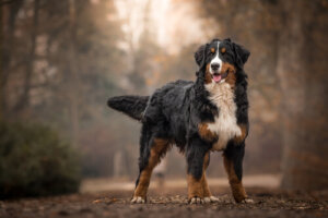 Razas de perro de Suiza