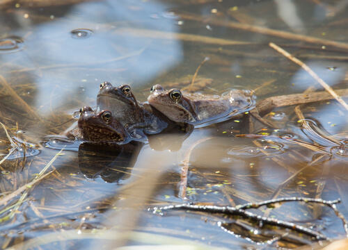 Brumación en reptiles y anfibios