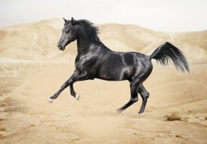 Cómo es la fauna en la península arábiga