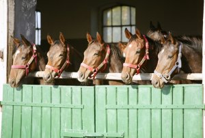 ¿Caballos en establo o al aire libre?