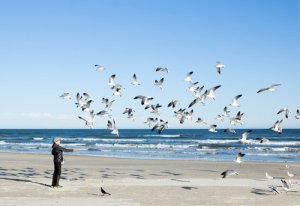 Canciones dedicadas a las aves