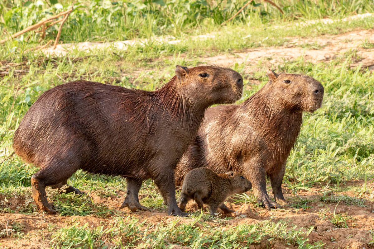 Capybaras are one of the smartest rodents in the world.