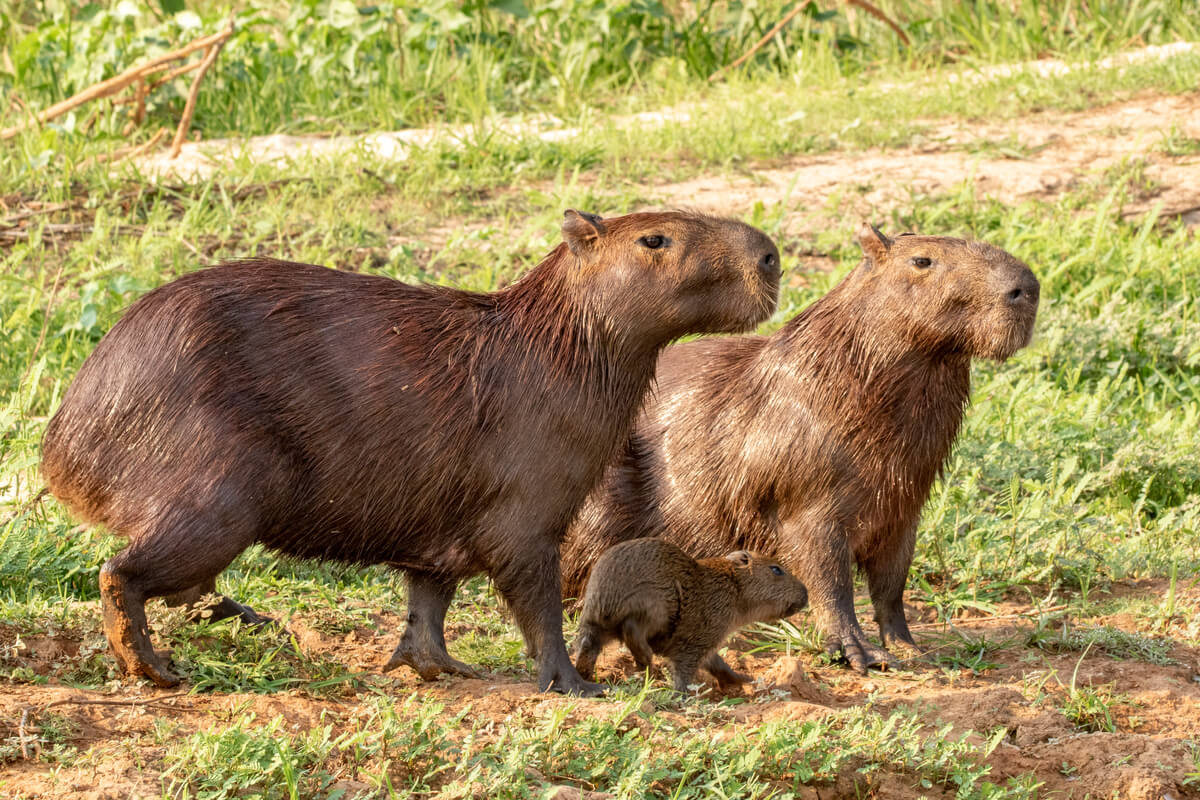las capibaras son unos de los roedores más inteligentes del mundo.