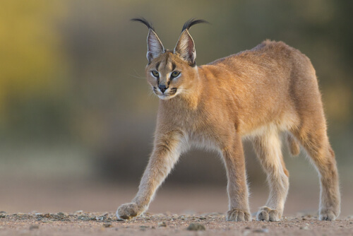 Caracal: alimentación