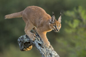 Todo sobre el caracal: características, alimentación y hábitat