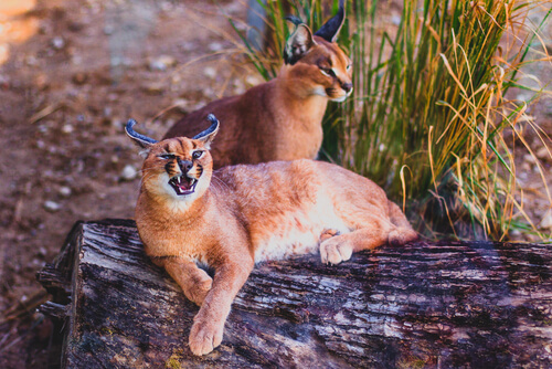 Caracal: hábitat