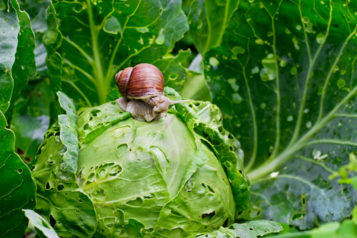 Caracol: alimentación y hábitat