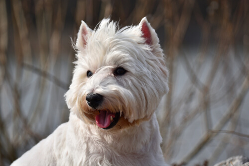 Carácter de los perros terriers