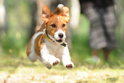 Características de los perros terrier