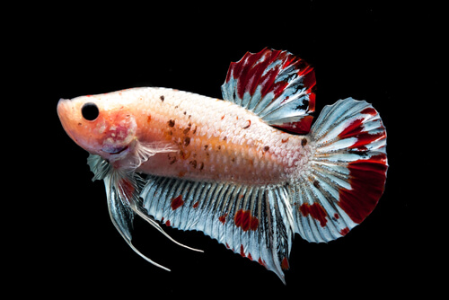 Clases de aletas que tienen los peces