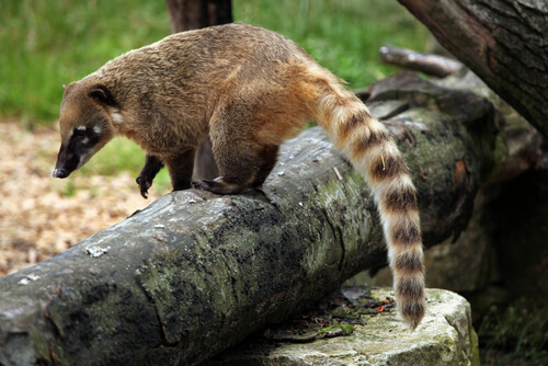 Coatí de cola anillada