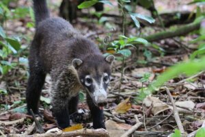 Cómo es la fauna en Centroamérica