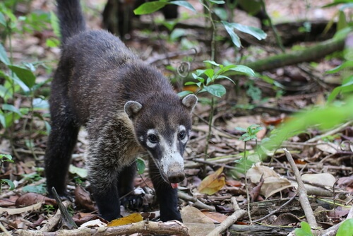 Coatí de nariz blanca: características