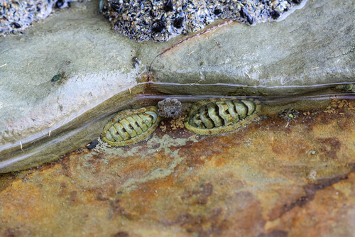 Le polyplacophore vit à la plage.