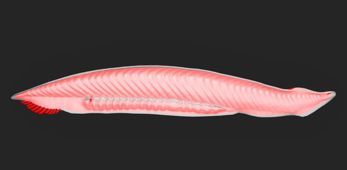 Cola protocerca