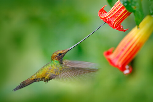 Colibrí picoespada: características