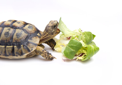 ¿Cómo debemos alimentar a una tortuga?