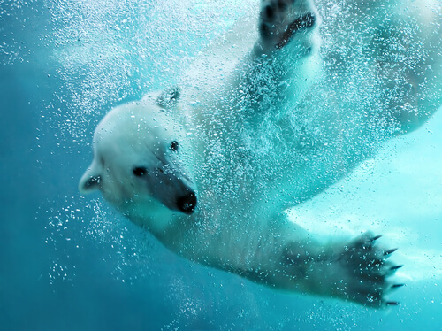 Oso polar nadando