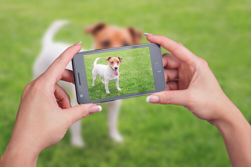 Cómo hacer un vídeo a tu mascota