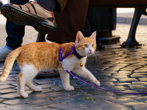 Cómo pasear a tu gato con correa