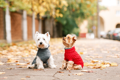 Cómo pasear un perro correctamente