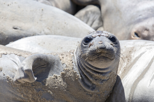 ¿Cómo es la vida de las focas? Todo sobre su comportamiento
