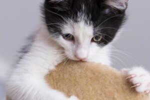 Los 6 comportamientos más raros de los gatos y su por qué