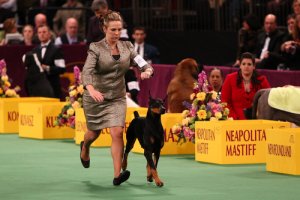 Curiosidades sobre el concurso de belleza canina Westminster Kennel Club