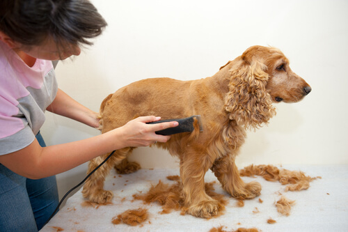 Cortar el pelo a tu perro en casa