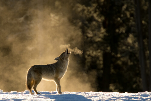 Coyote: comportamiento