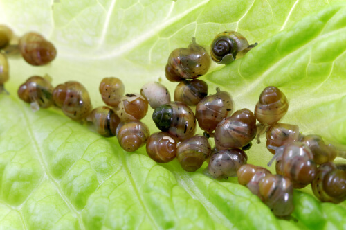 Cría de caracoles en casa