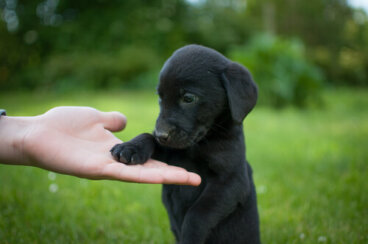 Consideraciones para criar a un labrador retriever