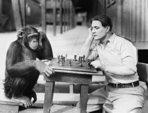 Cuál es el mono más inteligente
