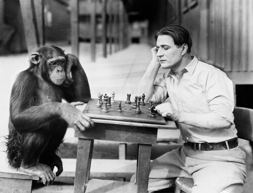 Cuál es el mono más inteligente del mundo