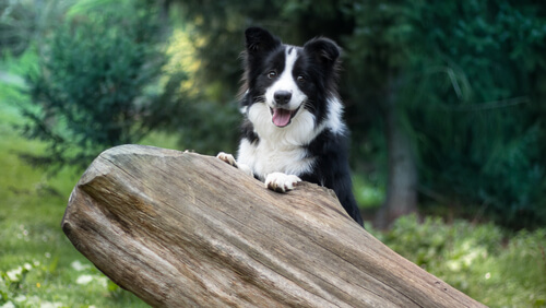 Adiestramiento del border collie: uno de los perros más inteligentes