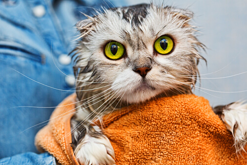 Cuando hay que bañar a un gato