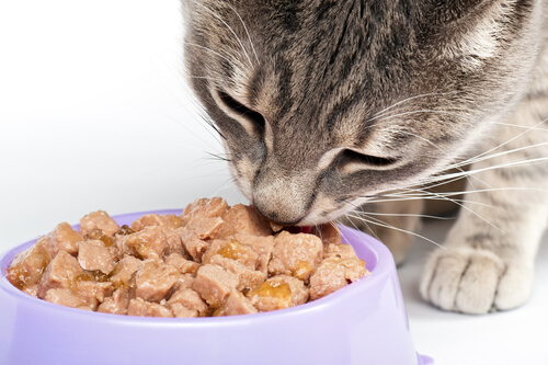 ¿Cuánta comida debe comer tu gato?