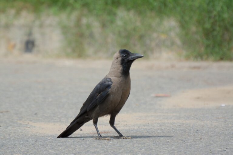 Cuervo indio: hábitat y características