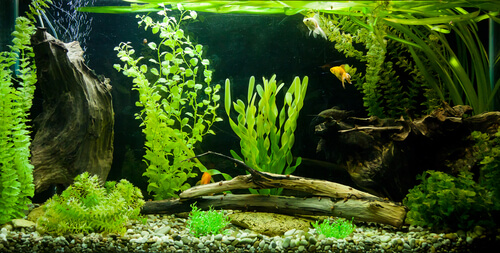 Cuidados del acuario para peces