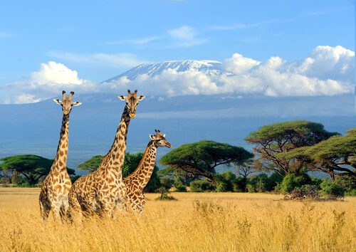 5 curiosidades de la jirafa