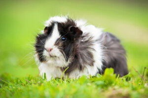 15 curiosidades de las cobayas