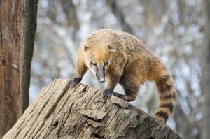 Curiosidades del coatí, un simpático de hocico alargado