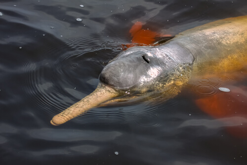 Delfín del río de la Plata
