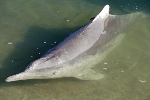Delfín del río Indo