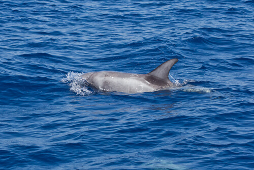 Delfín gris: información