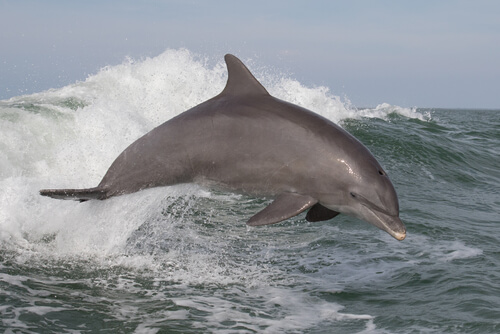 5 delfines oceánicos