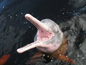 5 delfines de río