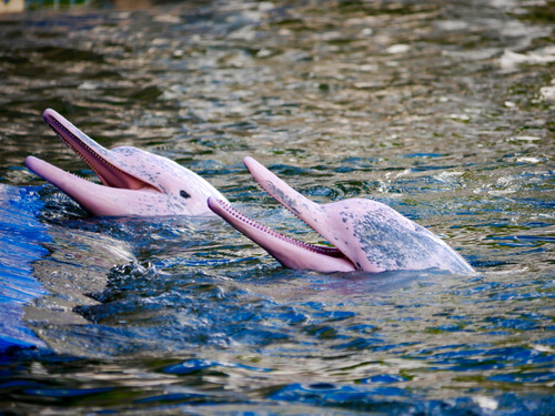El curioso delfín rosado del Amazonas