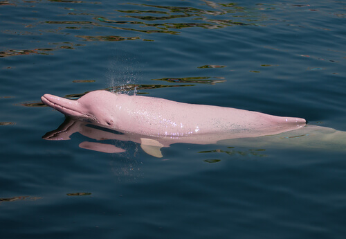 Delfín rosado del Amazonas: hábitat