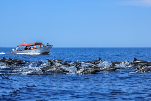 Delfines en Baja California